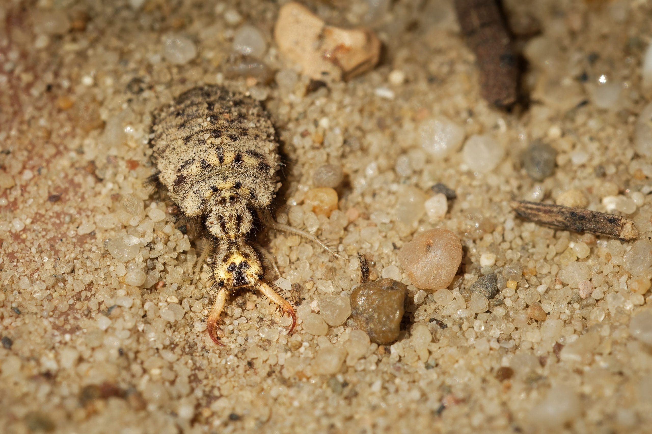 The Little Five Animals Of Africa